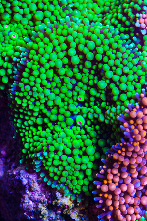 florida mushroomの写真素材