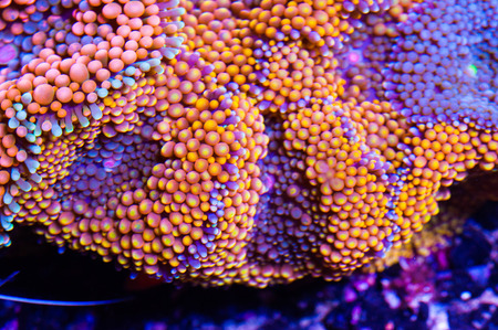 florida mushroomの写真素材