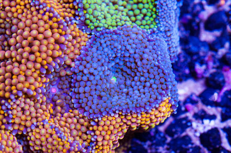 florida mushroomの写真素材