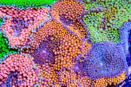 florida mushroomの写真素材