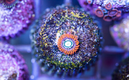 fire and ice ausi zoa on frag plug stone in frag coral tank.の写真素材