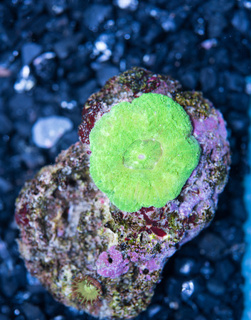 Exotic reef green color  mini scolymia coral.Lps coralの写真素材