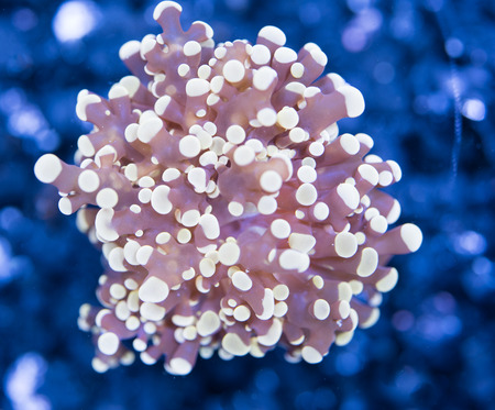 Etoxic reef Golden octopus coral in wild life.の写真素材