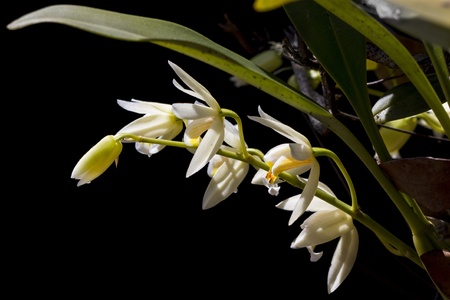 White forest orchid in Thailand 