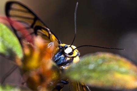 Bumble bee with green leaves