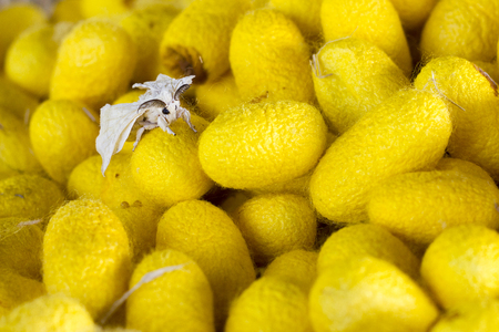 White insects and the yellow silkworm の写真素材