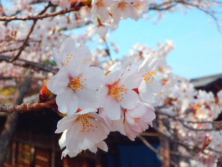 Sakura cherry blossomsの写真素材