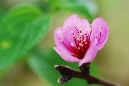 Sakura flowersの写真素材