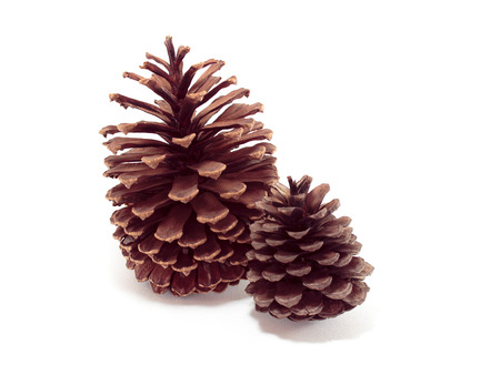 seed cone dry from thailand
