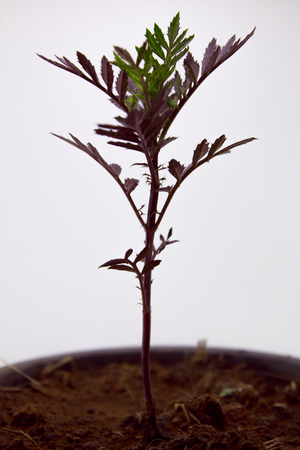 Little Marigold on wite groundの写真素材