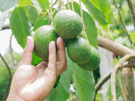 Avocado in the backyardの写真素材