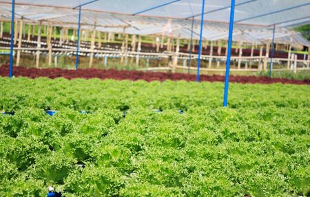 Hydroponic vegetable farm in thailand