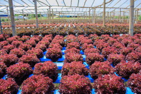 Hydroponic vegetable farm in thailandの写真素材