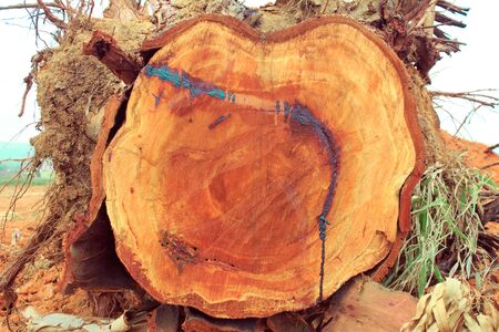 Stump in the forest,thailandの写真素材