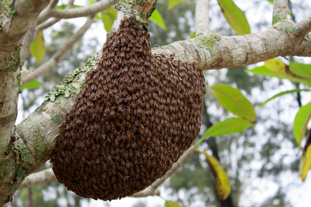swarm of many bees on a tree branch help build honeycombの写真素材
