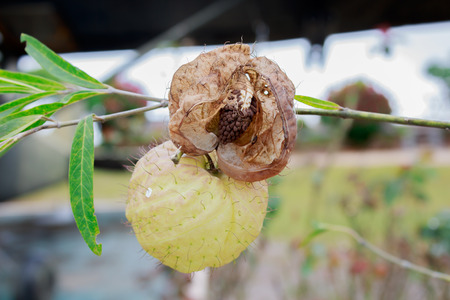 Swan plant in the gardenの写真素材
