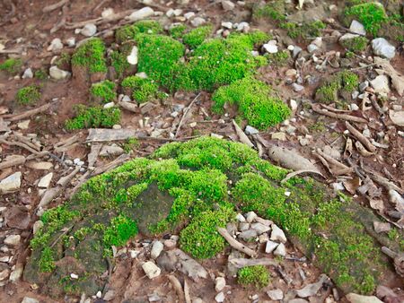 Green mos on the stone in the forestの写真素材