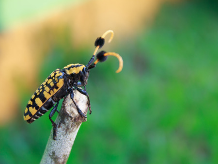 Stag beetle sitting on treeの写真素材