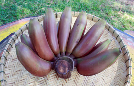 red bananas fruit on bamboo trayの写真素材