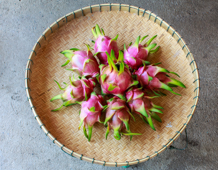 Dragon fruit Hylocercus undatus Haw Britt.  Rose.の写真素材