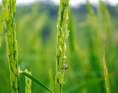 Bee collecting pollen from a riceの写真素材