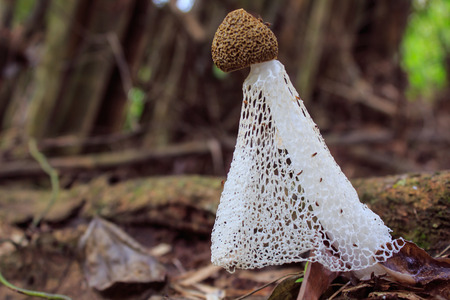A mushrooms in the bamboo gardenの写真素材