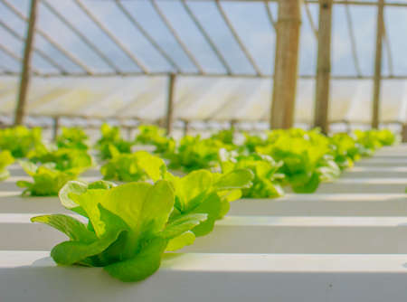 Fresh butterhead salad lettuce ,Organic Framの写真素材