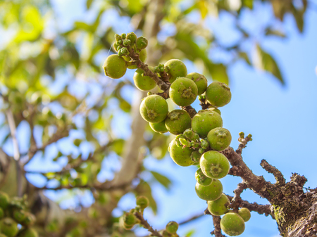 Cluster Fig on tree Ficus racemosa Linn.の写真素材