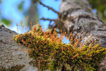 Fern plant growing on old tree stump in garden.の写真素材