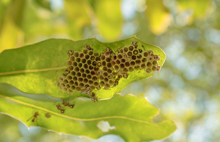 Wasp Building a Nest on macadamia tree