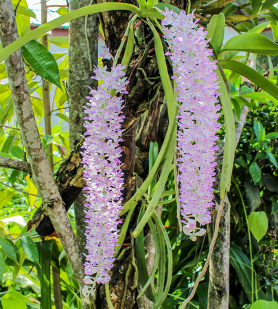 Orchids on treesの写真素材