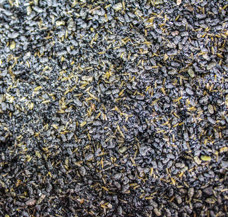 crickets in industrial farm