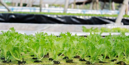 vegetables hydroponics farm