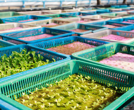 vegetables hydroponics farm