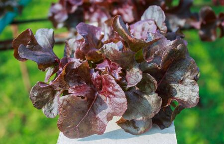 vegetables hydroponics farmの写真素材