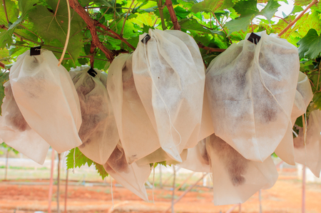 Red grape on the tree in  white bagsの写真素材