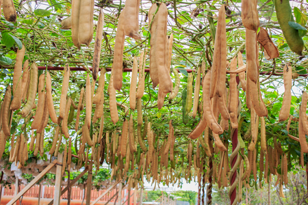 sword beans on the vineの写真素材