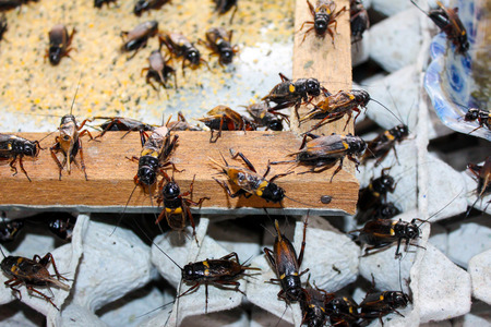 crickets in industrial farm
