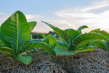 Tobacco plantationの写真素材