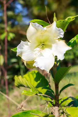 White flower Easter Lily Vine.の写真素材
