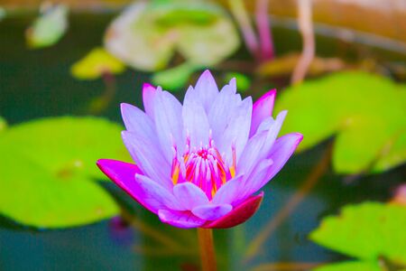 Purple lotus blooming in the gardenの写真素材