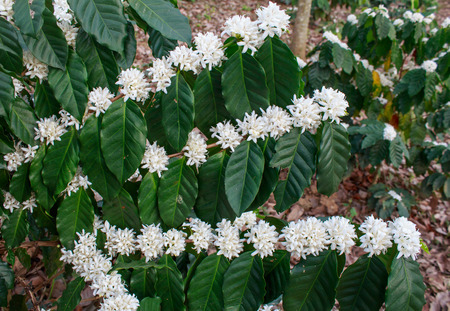 Coffee tree blossom with white color flowerの写真素材