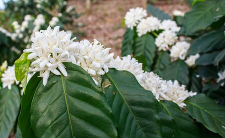Coffee tree blossom with white color flowerの写真素材