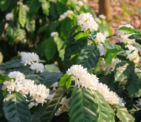 Coffee tree blossom with white color flowerの写真素材