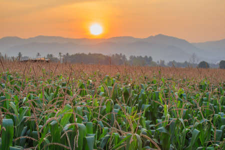 corn farm in north thailandの写真素材