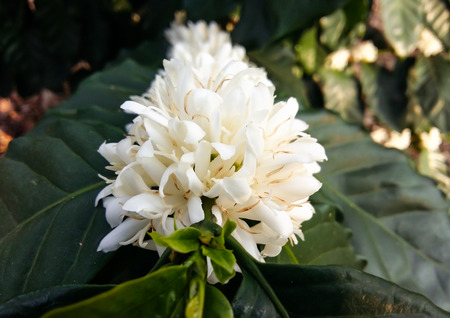 Coffee tree blossom with white color flowerの写真素材