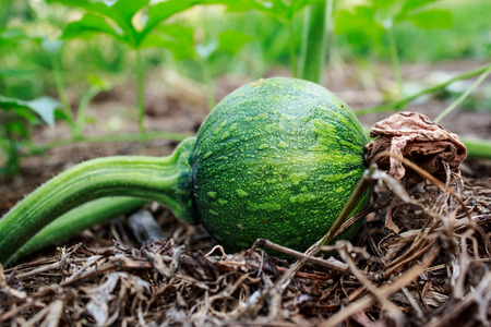 green pumpkin growing in the gardenの写真素材