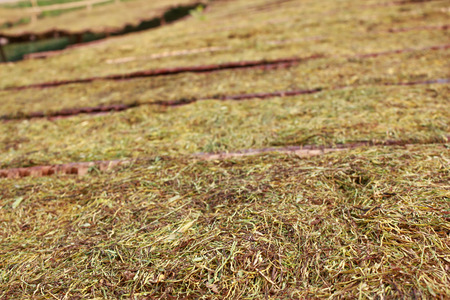 Farmers dried tobacco leaves in the sun