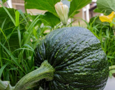 green pumpkin growing in the gardenの写真素材
