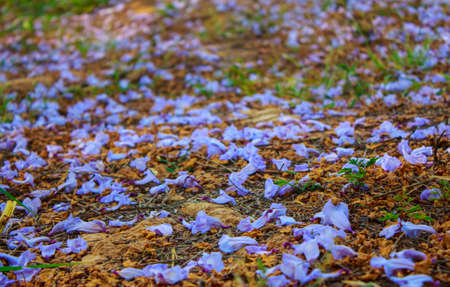 purple jacaranda flowers on fall